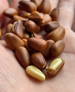 Hạt thông Siberian Pinenuts Savana Orchards, 300g {Mỹ}