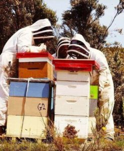 Mật ong Manuka Health New Zealand MGO 115+, 250g